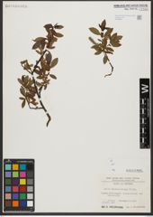Foto von Salix waldsteiniana Willd.